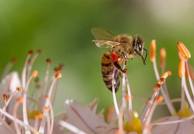 مکھی کے اسٹنگ کی علامات اور علاج کے طریقے 1
